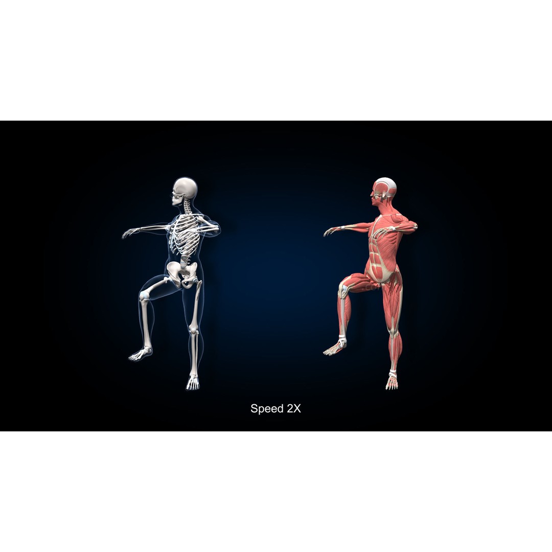 Male Muscular Skeletal 3D Model – Advanced Rigged Anatomy Asset, FBX - View 21