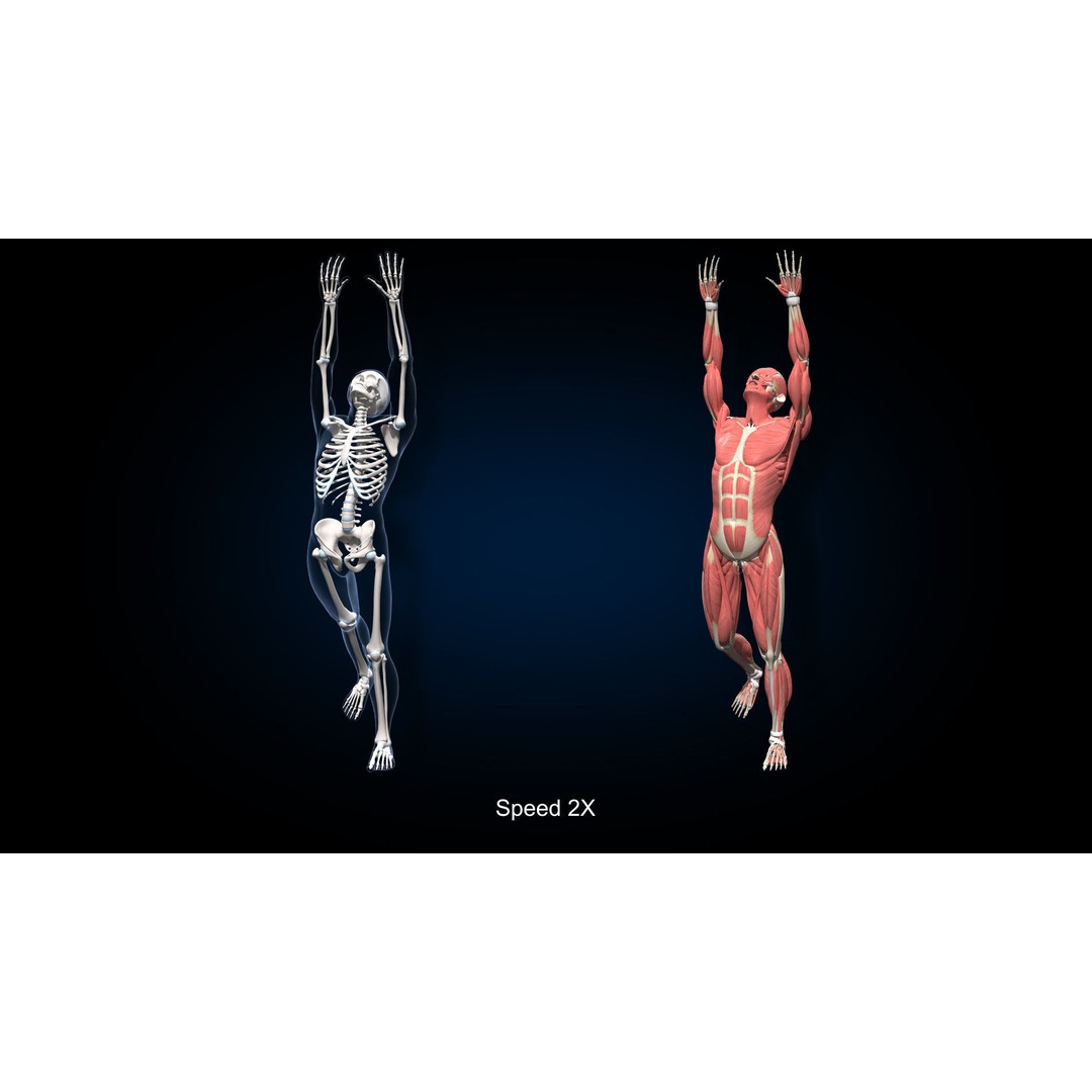 Male Muscular Skeletal 3D Model – Advanced Rigged Anatomy Asset, FBX - View 22