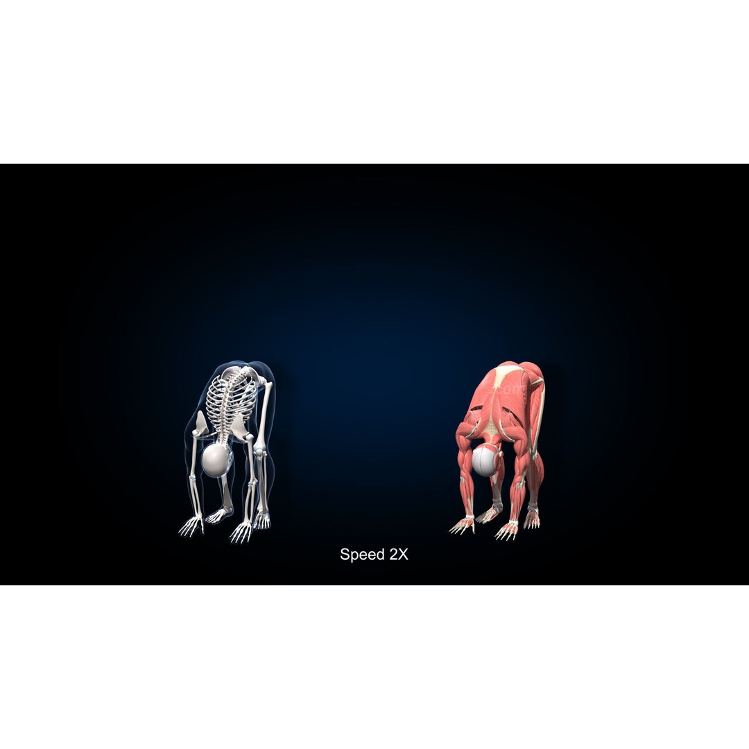 Male Muscular Skeletal 3D Model – Advanced Rigged Anatomy Asset, FBX - View 23