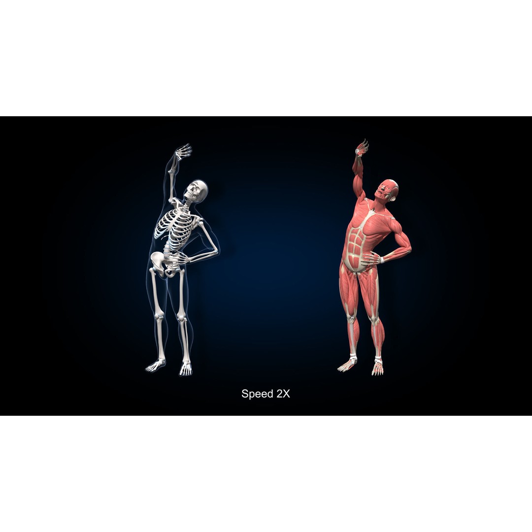 Male Muscular Skeletal 3D Model – Advanced Rigged Anatomy Asset, FBX - View 24