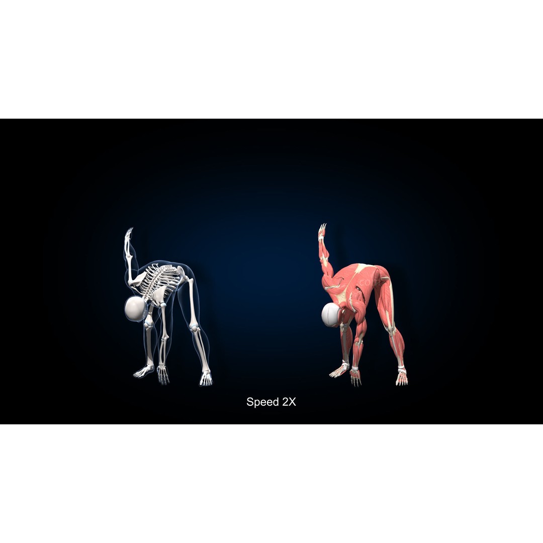 Male Muscular Skeletal 3D Model – Advanced Rigged Anatomy Asset, FBX - View 25