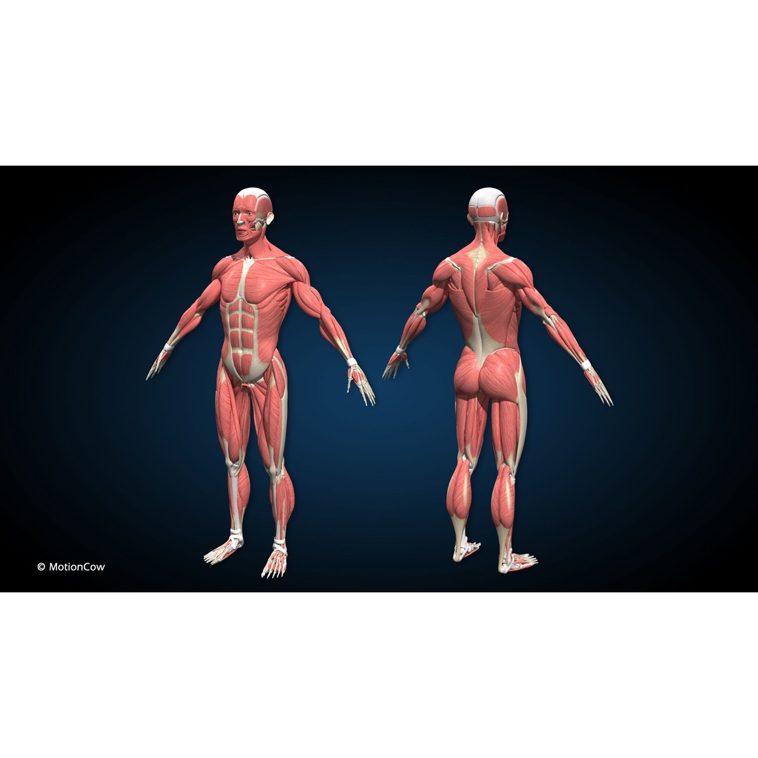 Male Muscular Skeletal 3D Model – Advanced Rigged Anatomy Asset, FBX - View 27