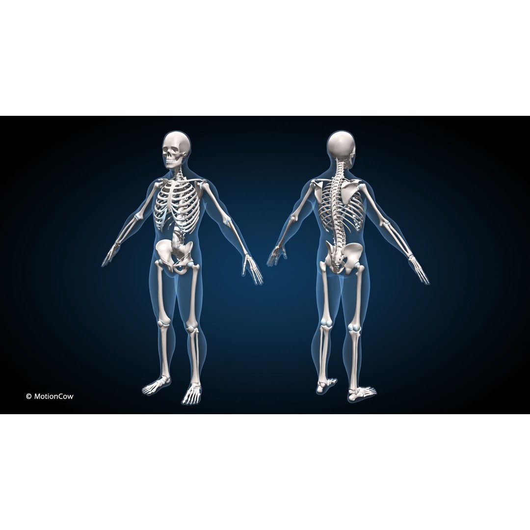Male Muscular Skeletal 3D Model – Advanced Rigged Anatomy Asset, FBX - View 28