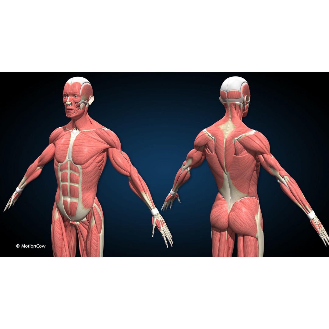 Male Muscular Skeletal 3D Model – Advanced Rigged Anatomy Asset, FBX - View 3