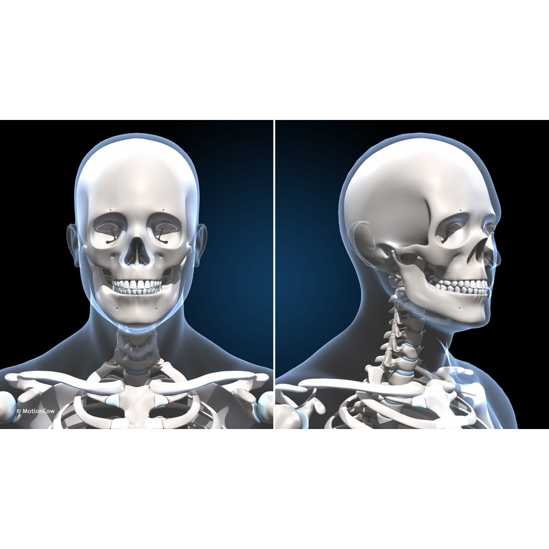 Male Muscular Skeletal 3D Model – Advanced Rigged Anatomy Asset, FBX - View 30