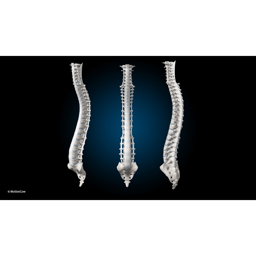 Male Muscular Skeletal 3D Model – Advanced Rigged Anatomy Asset, FBX - View 33