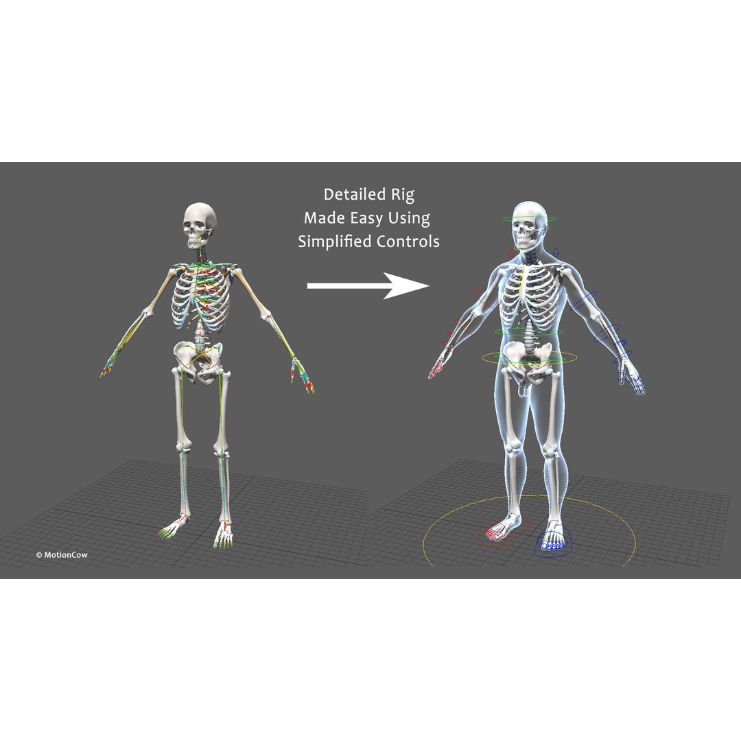 Male Muscular Skeletal 3D Model – Advanced Rigged Anatomy Asset, FBX - View 34