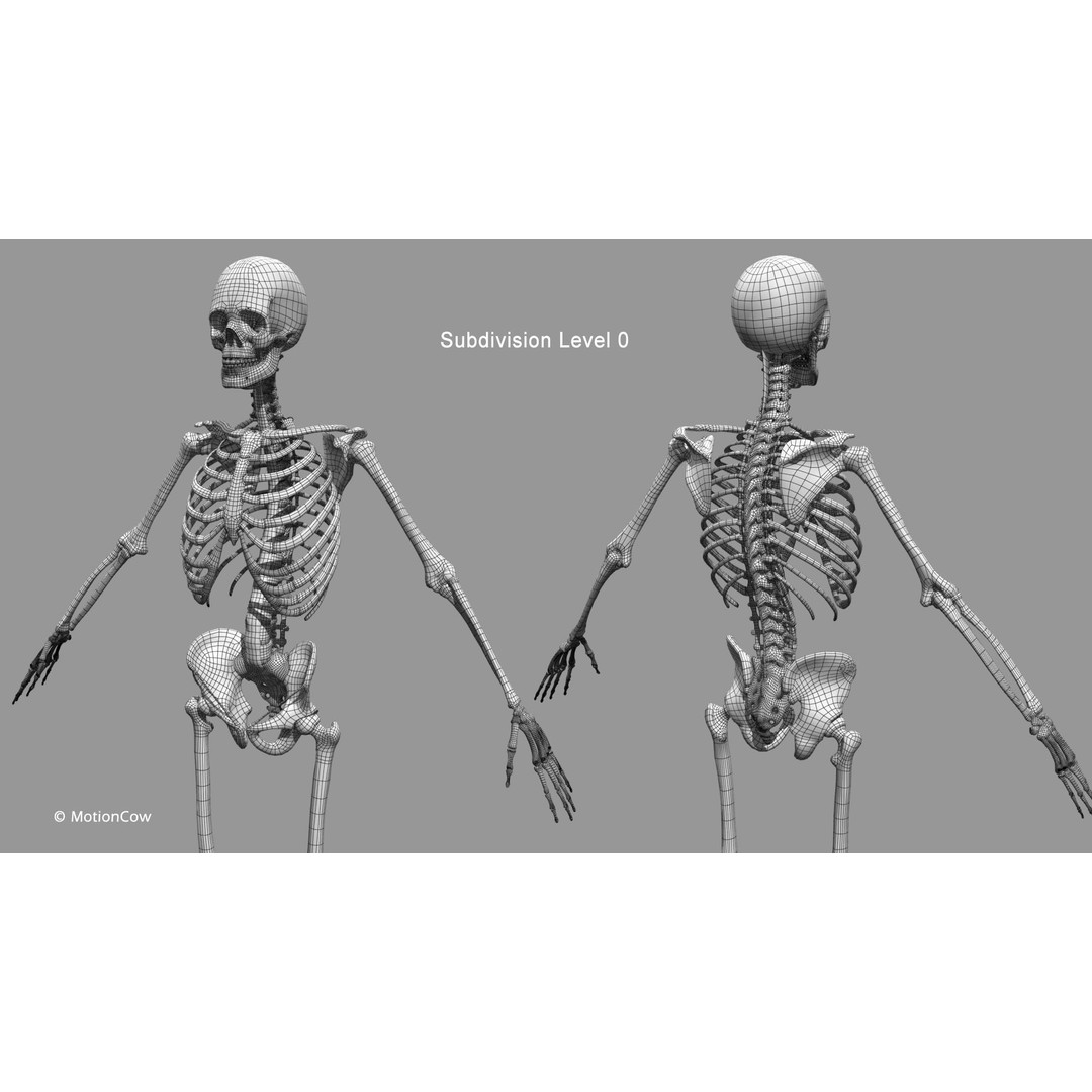 Male Muscular Skeletal 3D Model – Advanced Rigged Anatomy Asset, FBX - View 35