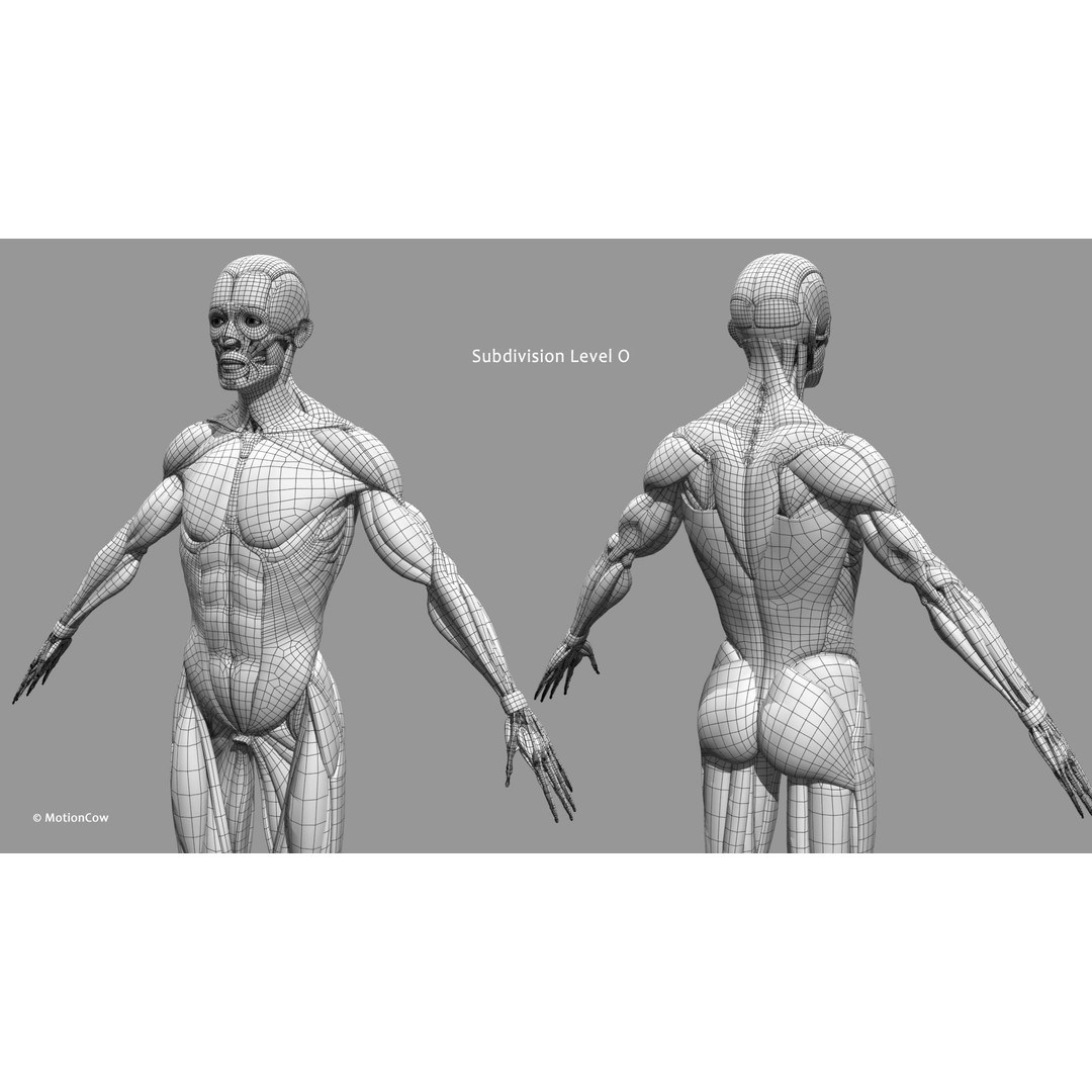 Male Muscular Skeletal 3D Model – Advanced Rigged Anatomy Asset, FBX - View 36