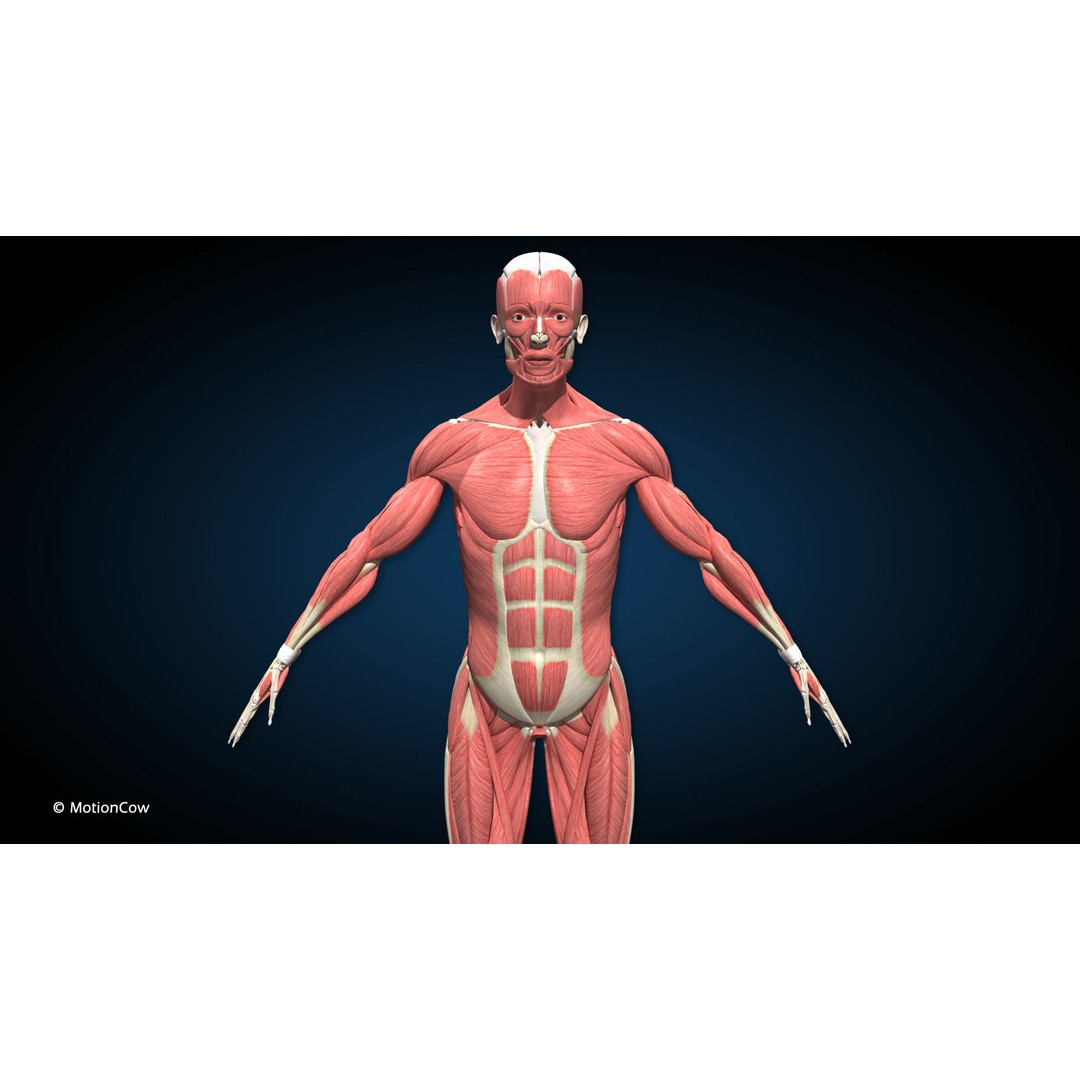 Male Muscular Skeletal 3D Model – Advanced Rigged Anatomy Asset, FBX - View 4
