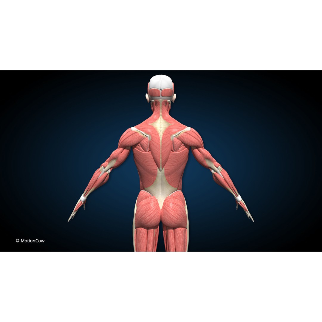 Male Muscular Skeletal 3D Model – Advanced Rigged Anatomy Asset, FBX - View 5