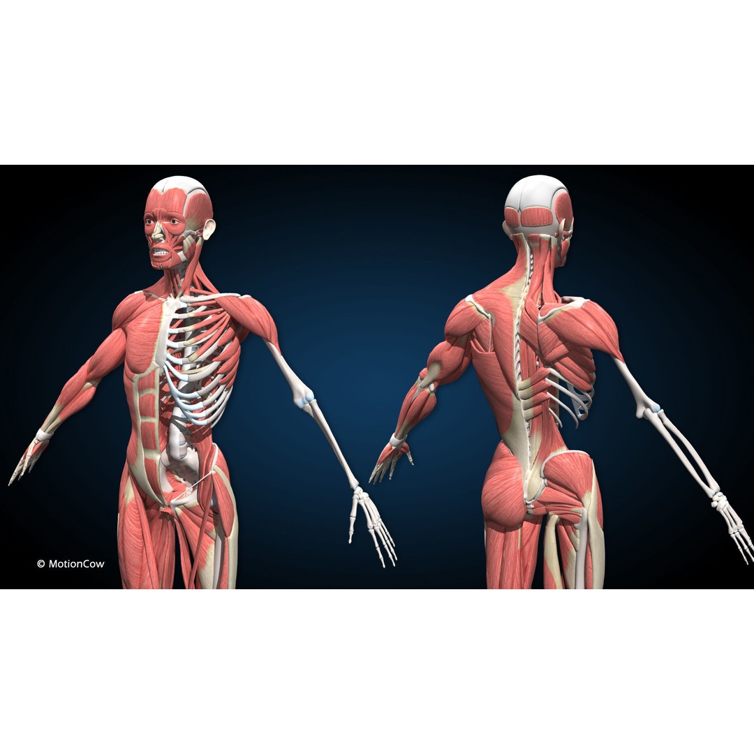 Male Muscular Skeletal 3D Model – Advanced Rigged Anatomy Asset, FBX - View 6