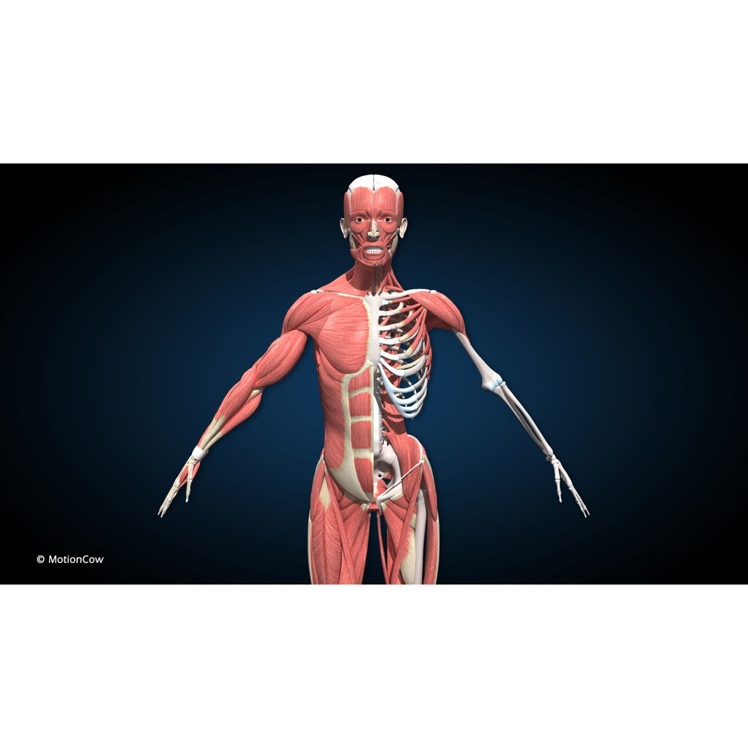 Male Muscular Skeletal 3D Model – Advanced Rigged Anatomy Asset, FBX - View 7