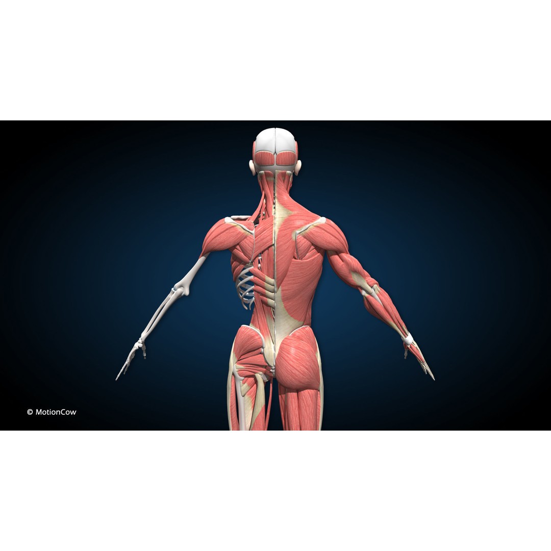 Male Muscular Skeletal 3D Model – Advanced Rigged Anatomy Asset, FBX - View 8