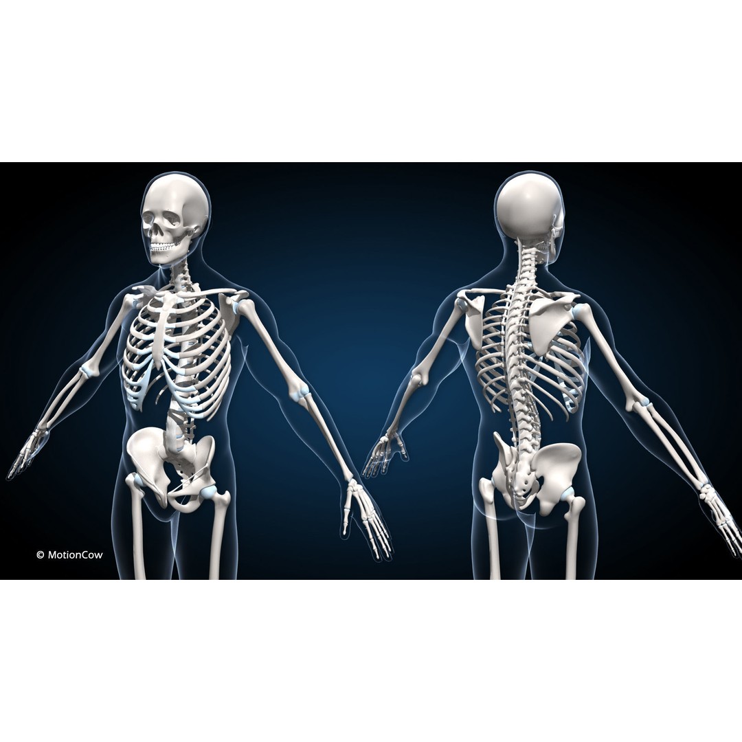 Male Muscular Skeletal 3D Model – Advanced Rigged Anatomy Asset, FBX - View 9