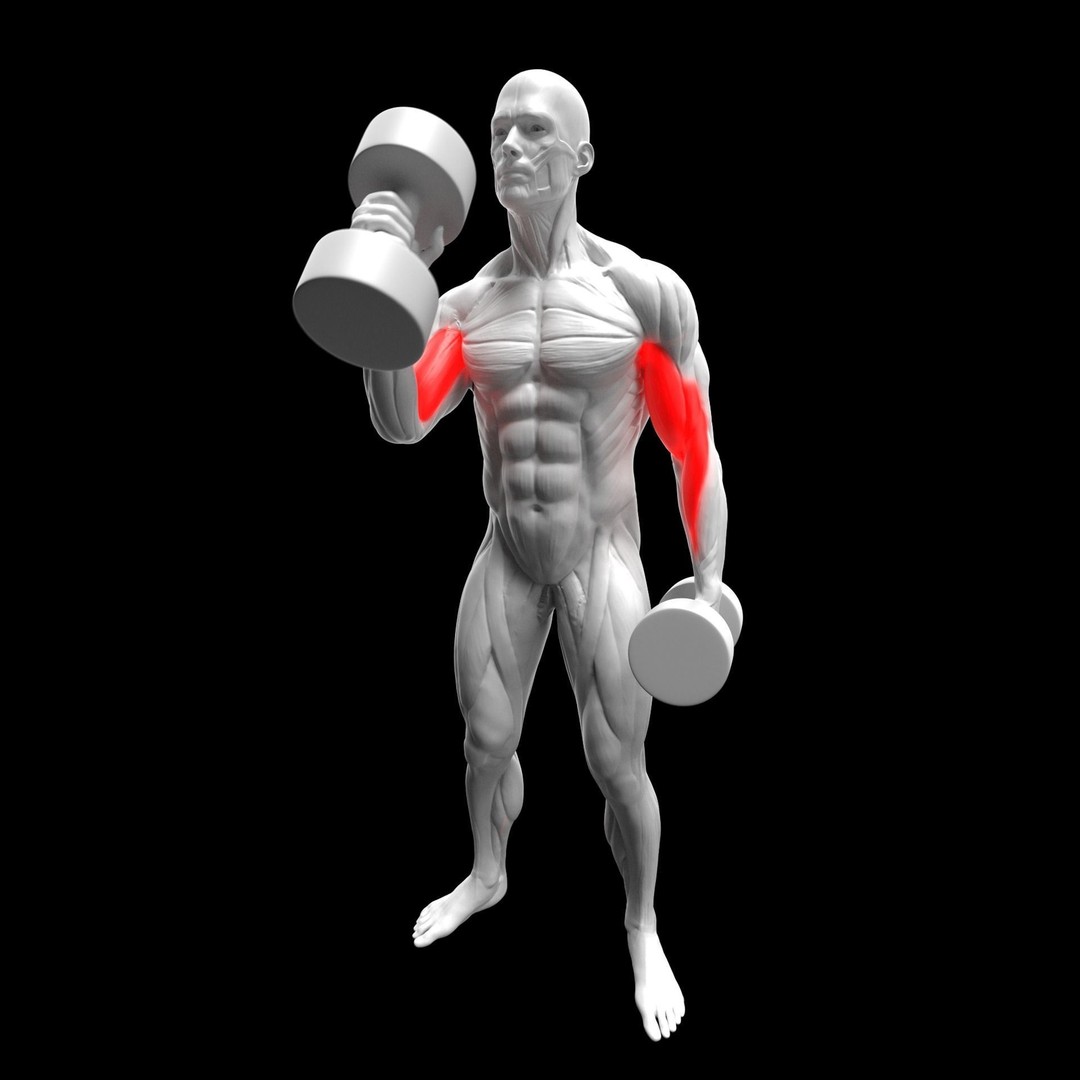 Gym Exercise Animations 3D Model – Rigged Character with PBR Textures, FBX - View 12