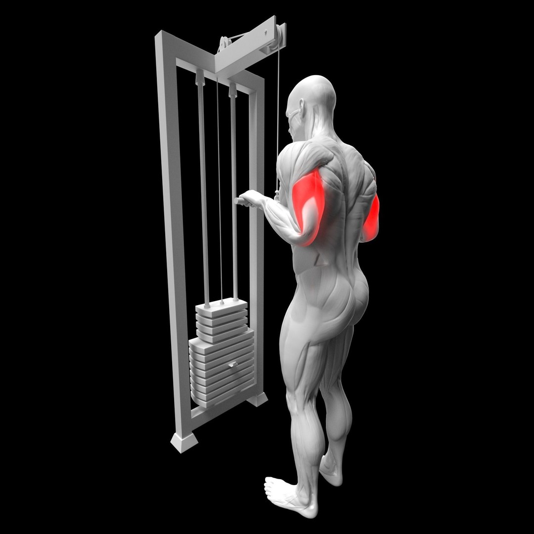 Gym Exercise Animations 3D Model – Rigged Character with PBR Textures, FBX - View 14