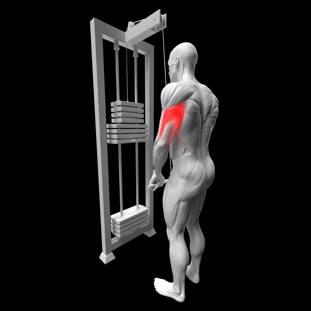 Gym Exercise Animations 3D Model – Rigged Character with PBR Textures, FBX - View 15