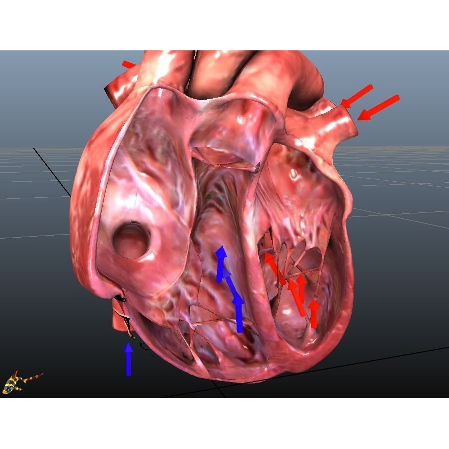 Human Hearts 3D Model – Animated Low-Poly Rigged Asset, FBX
