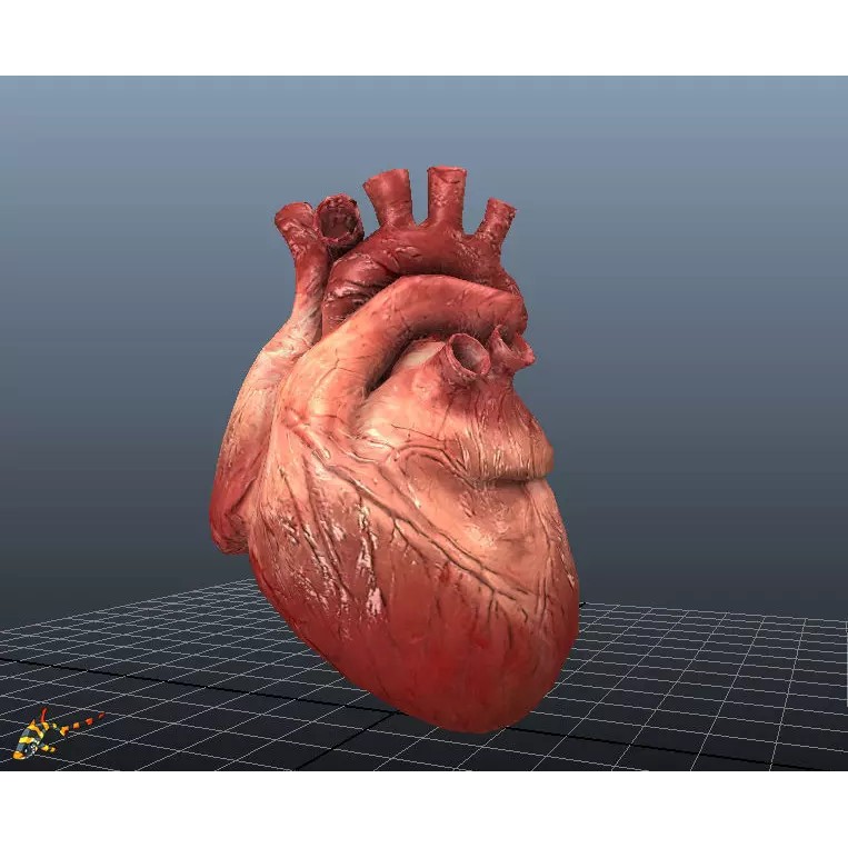 Human Hearts 3D Model – Animated Low-Poly Rigged Asset, FBX - View 2