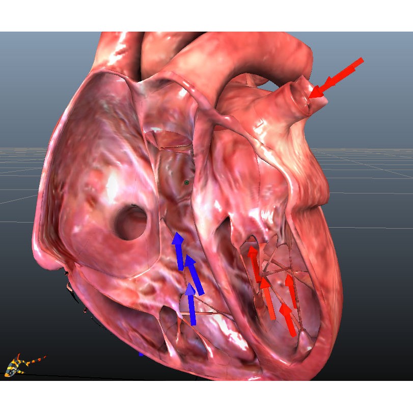 Human Hearts 3D Model – Animated Low-Poly Rigged Asset, FBX - View 3