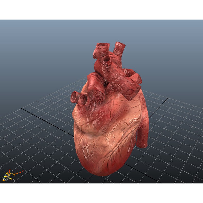 Human Hearts 3D Model – Animated Low-Poly Rigged Asset, FBX - View 4