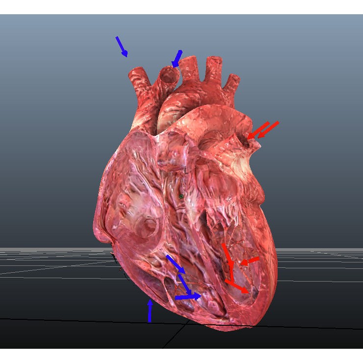 Human Hearts 3D Model – Animated Low-Poly Rigged Asset, FBX - View 5