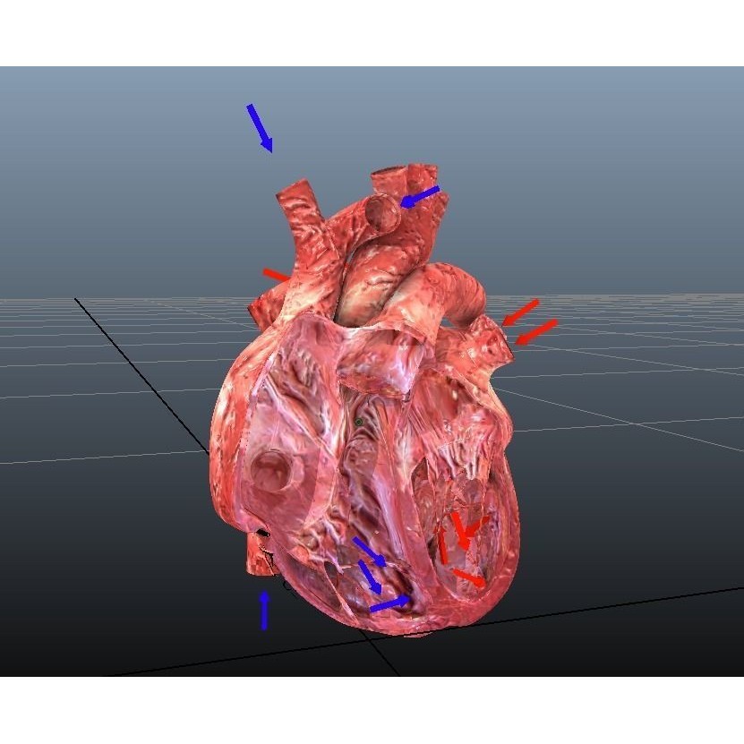 Human Hearts 3D Model – Animated Low-Poly Rigged Asset, FBX - View 6