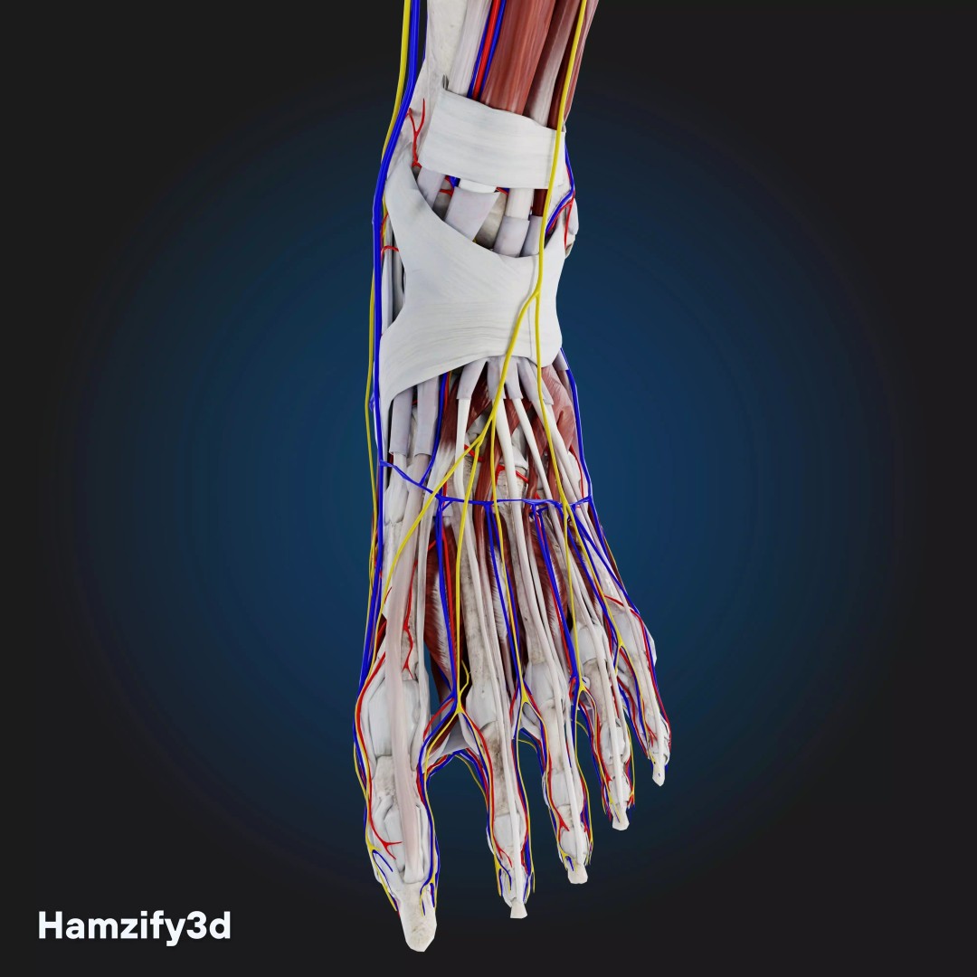 Full Female Anatomy 3D Model – Anatomically Accurate Character, FBX & Blender