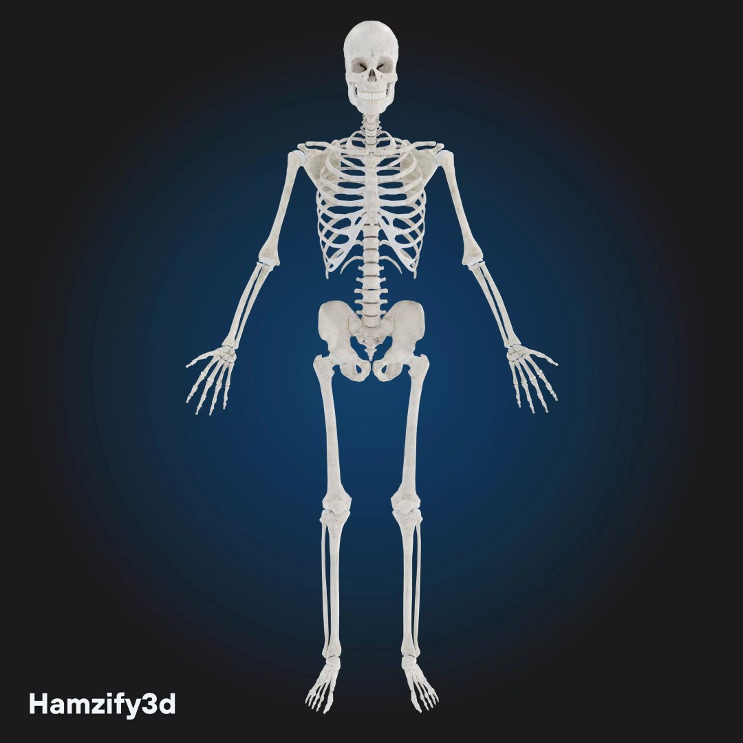 Full Female Anatomy 3D Model – Anatomically Accurate Character, FBX & Blender - View 10