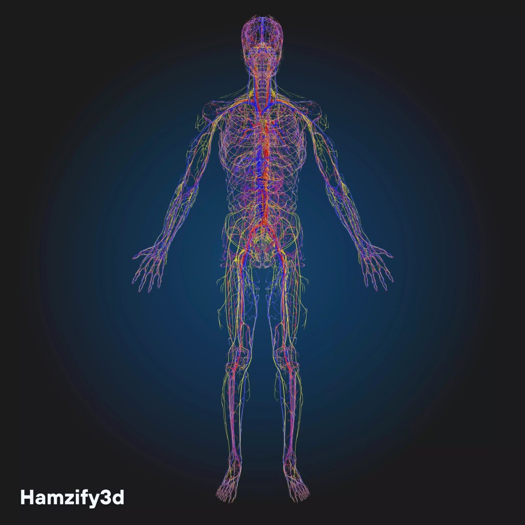 Full Female Anatomy 3D Model – Anatomically Accurate Character, FBX & Blender - View 11