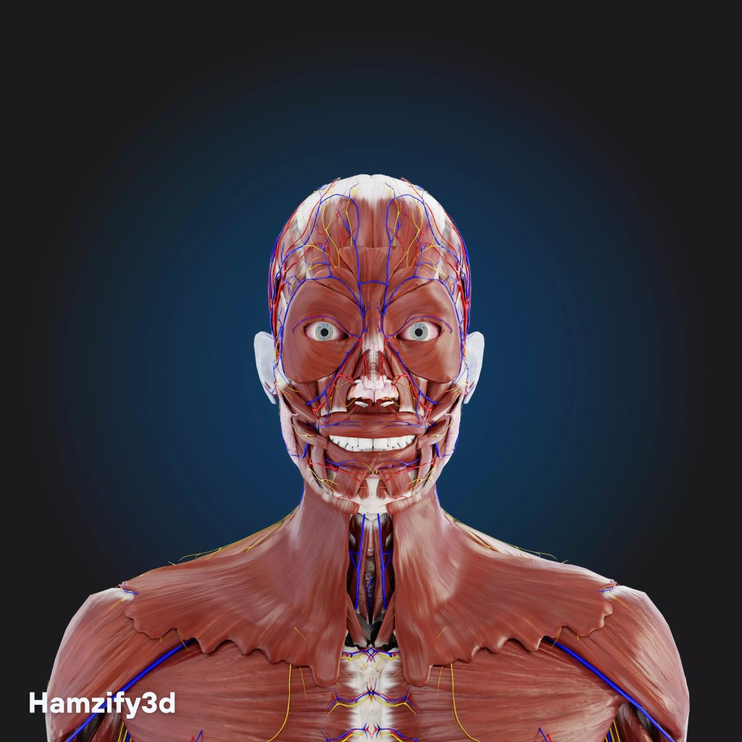 Full Female Anatomy 3D Model – Anatomically Accurate Character, FBX & Blender - View 12