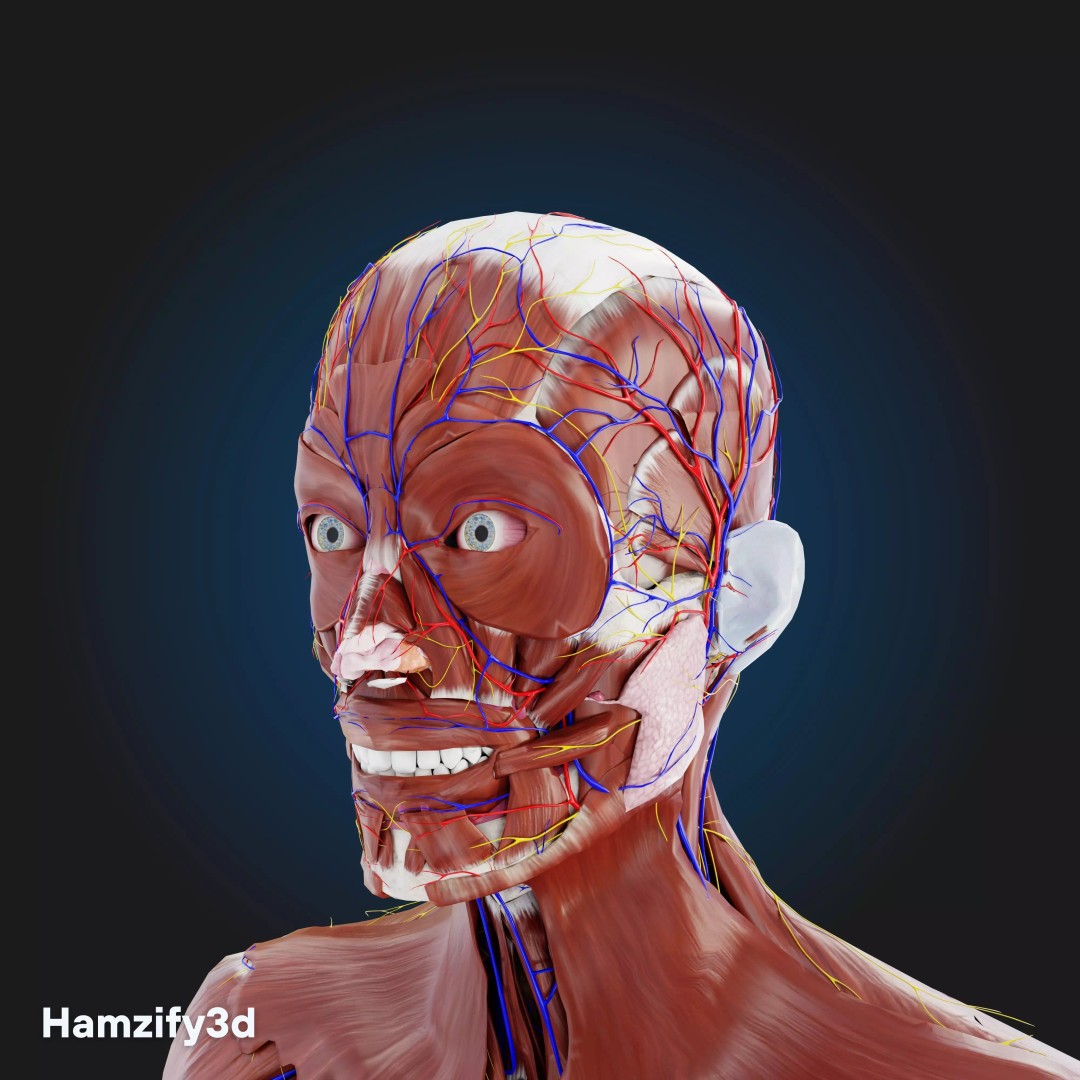 Full Female Anatomy 3D Model – Anatomically Accurate Character, FBX & Blender - View 13