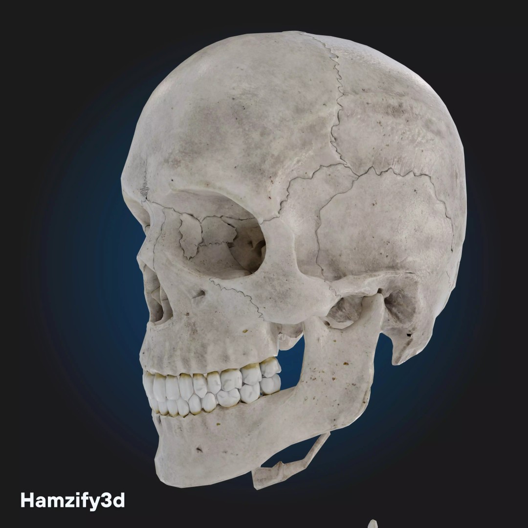 Full Female Anatomy 3D Model – Anatomically Accurate Character, FBX & Blender - View 15