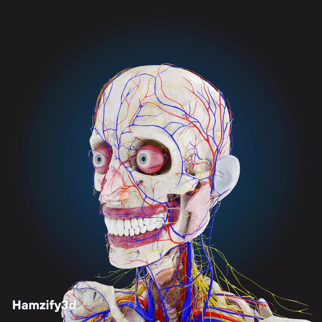 Full Female Anatomy 3D Model – Anatomically Accurate Character, FBX & Blender - View 16