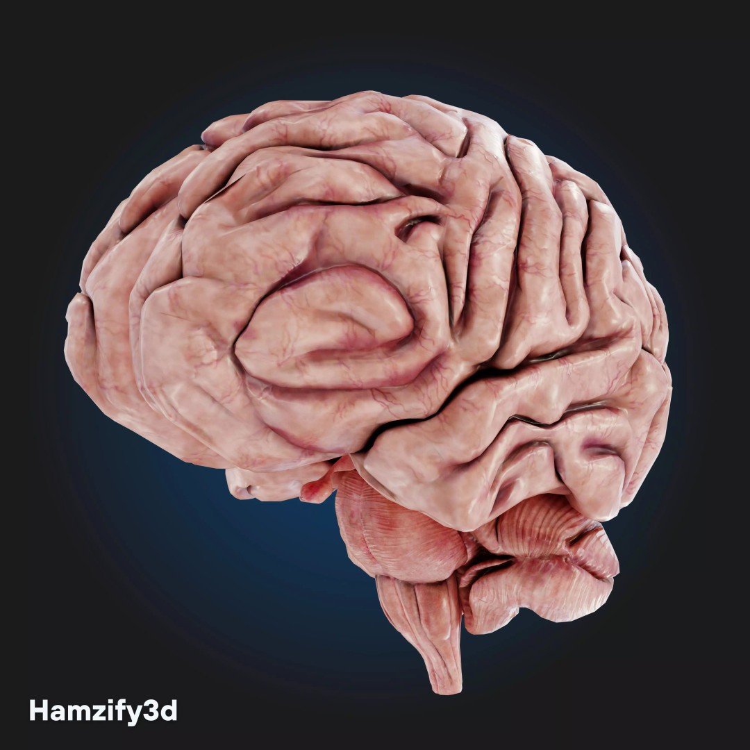 Full Female Anatomy 3D Model – Anatomically Accurate Character, FBX & Blender - View 18