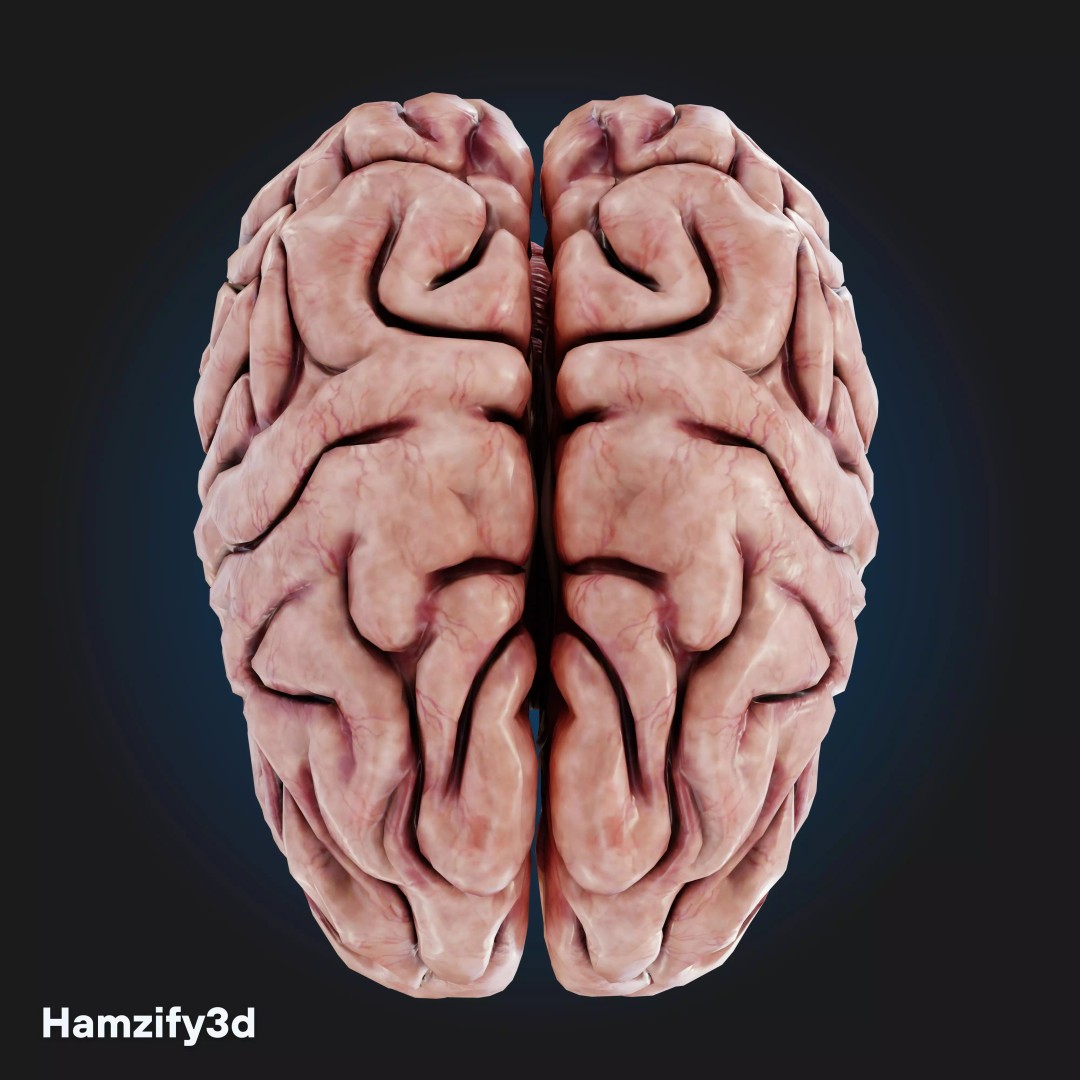 Full Female Anatomy 3D Model – Anatomically Accurate Character, FBX & Blender - View 19