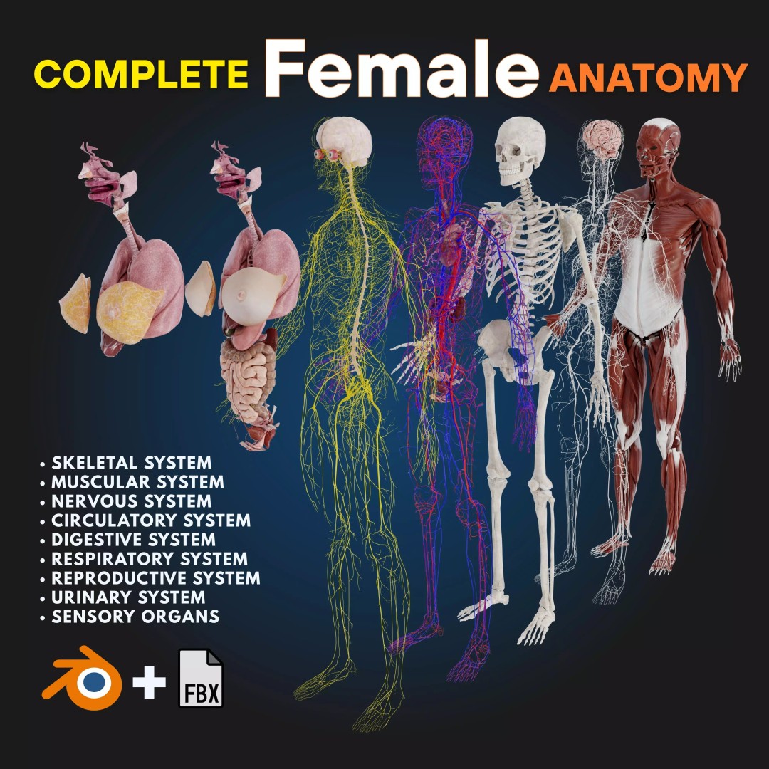Full Female Anatomy 3D Model – Anatomically Accurate Character, FBX & Blender - View 2