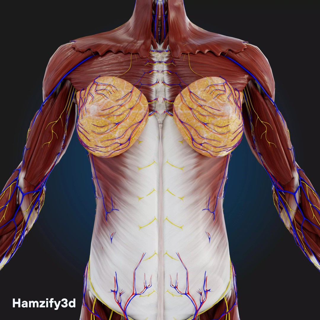 Full Female Anatomy 3D Model – Anatomically Accurate Character, FBX & Blender - View 20