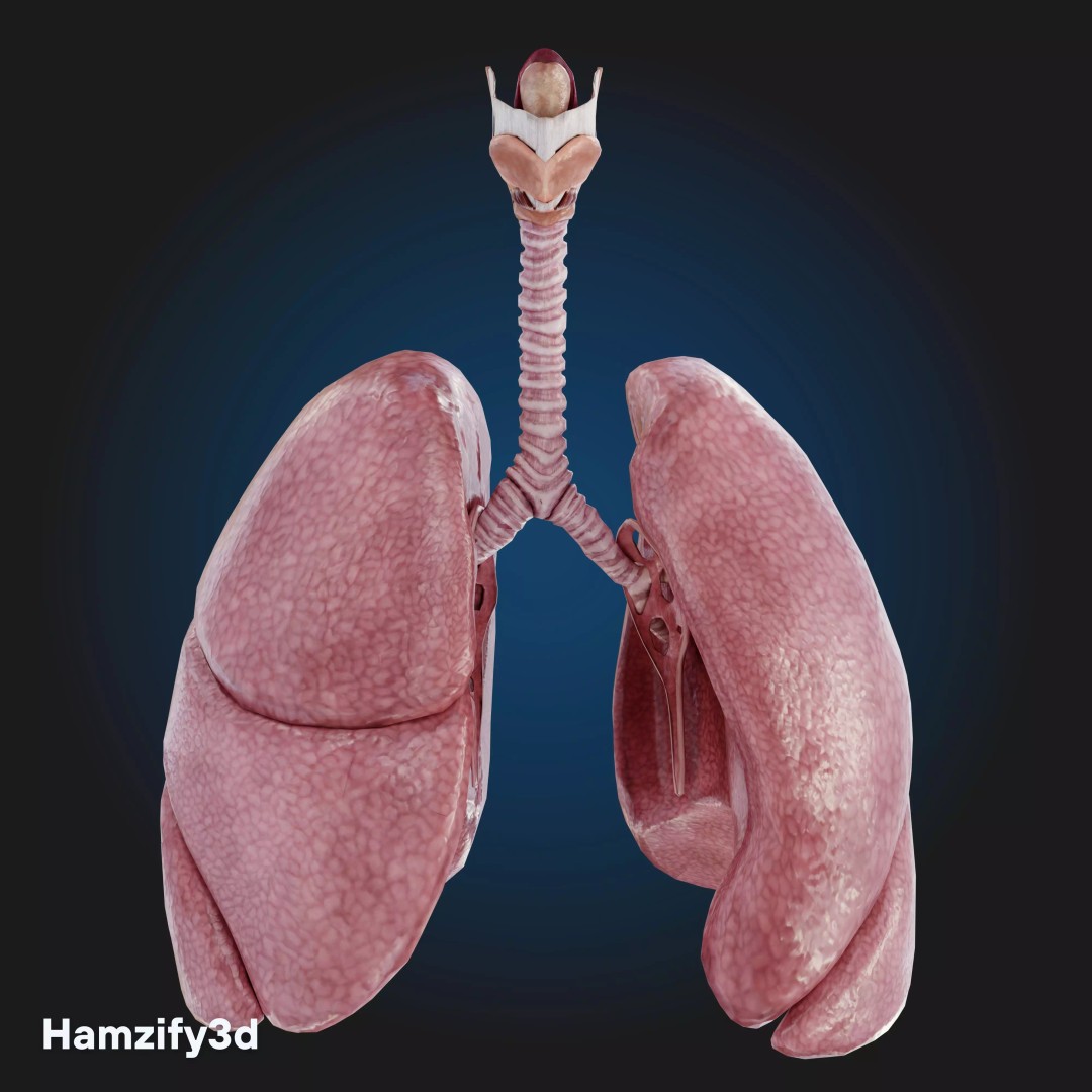 Full Female Anatomy 3D Model – Anatomically Accurate Character, FBX & Blender - View 21