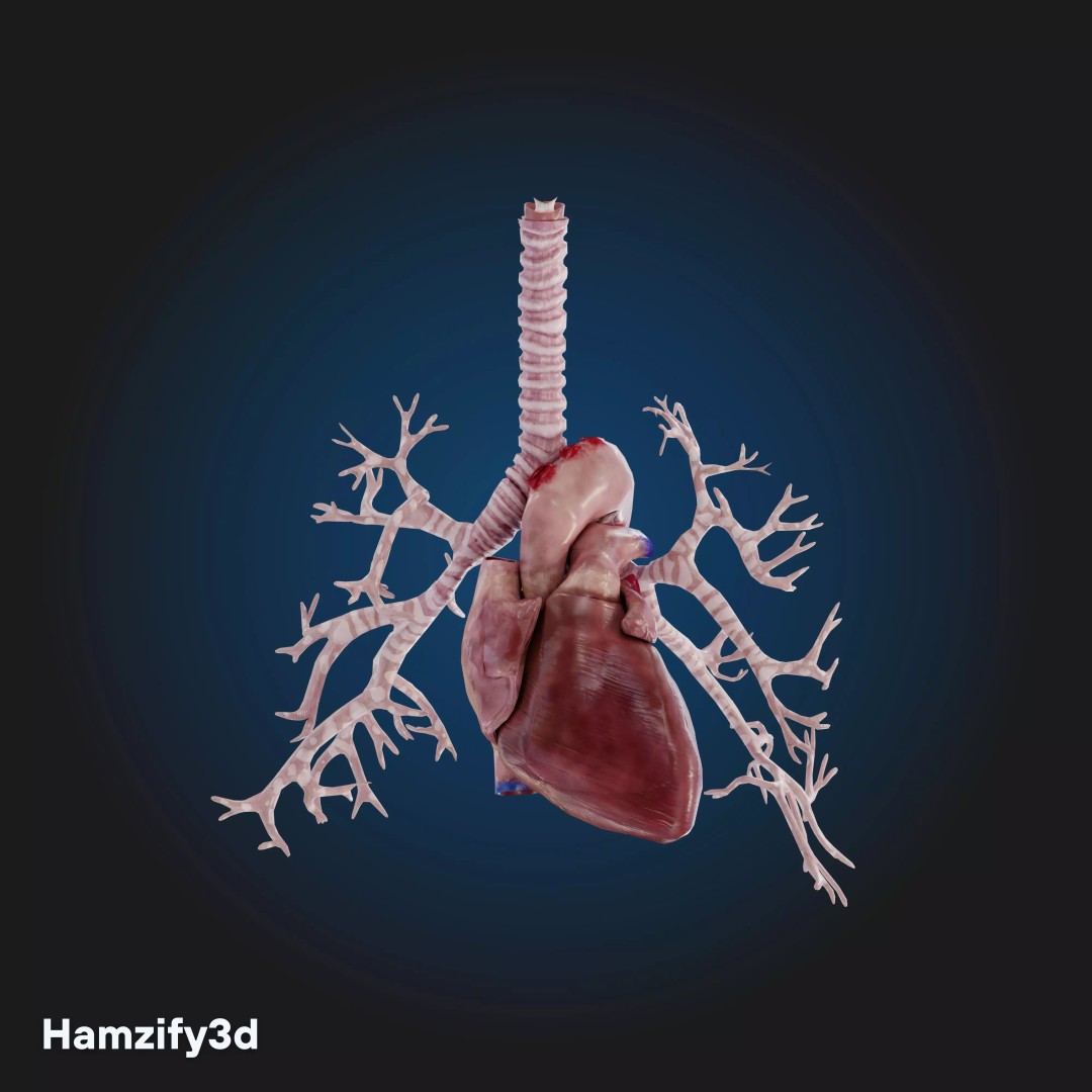 Full Female Anatomy 3D Model – Anatomically Accurate Character, FBX & Blender - View 22