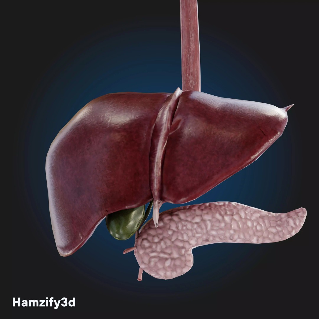 Full Female Anatomy 3D Model – Anatomically Accurate Character, FBX & Blender - View 23