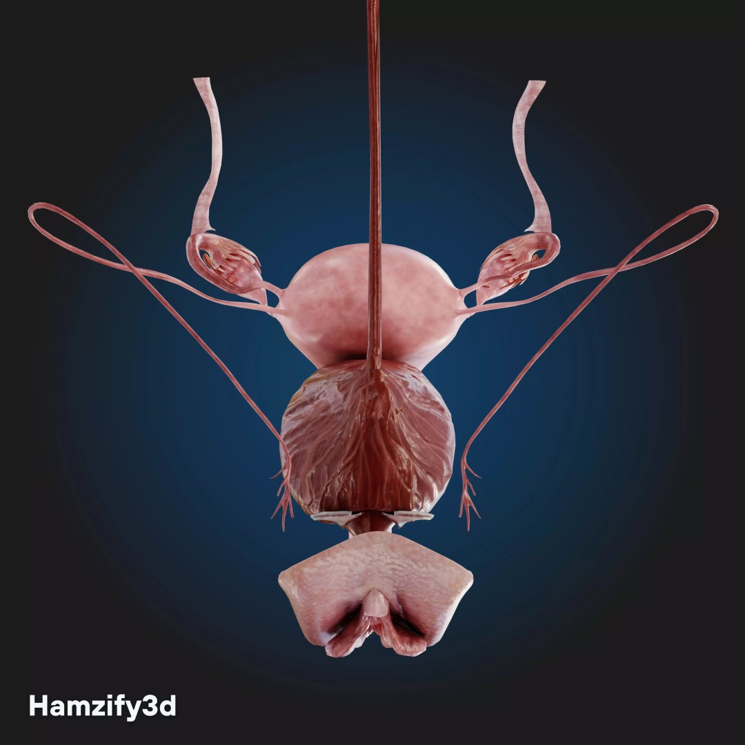 Full Female Anatomy 3D Model – Anatomically Accurate Character, FBX & Blender - View 24
