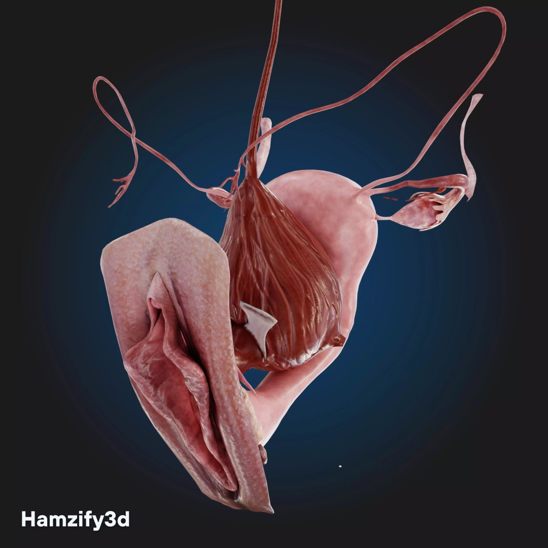 Full Female Anatomy 3D Model – Anatomically Accurate Character, FBX & Blender - View 25