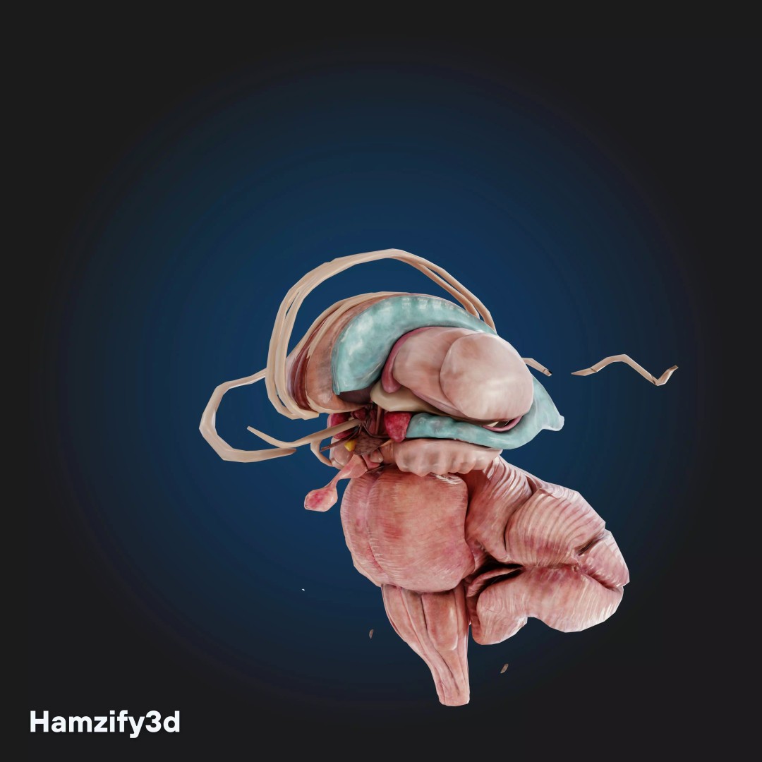 Full Female Anatomy 3D Model – Anatomically Accurate Character, FBX & Blender - View 26