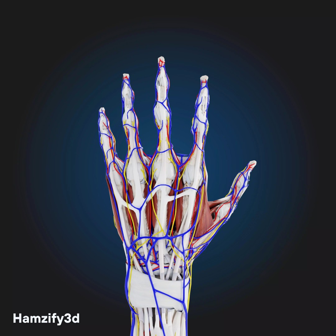 Full Female Anatomy 3D Model – Anatomically Accurate Character, FBX & Blender - View 27