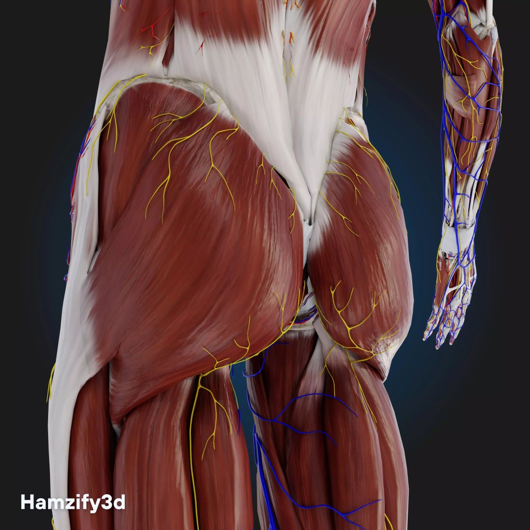 Full Female Anatomy 3D Model – Anatomically Accurate Character, FBX & Blender - View 28