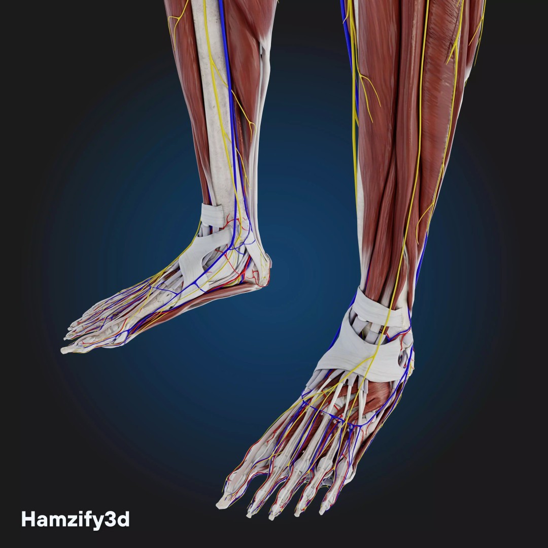 Full Female Anatomy 3D Model – Anatomically Accurate Character, FBX & Blender - View 29