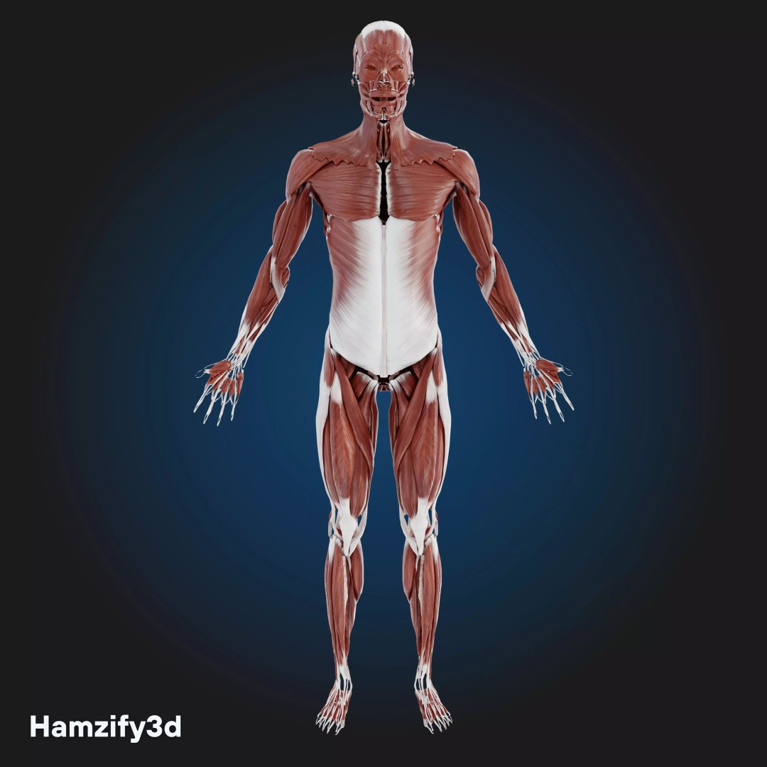 Full Female Anatomy 3D Model – Anatomically Accurate Character, FBX & Blender - View 3