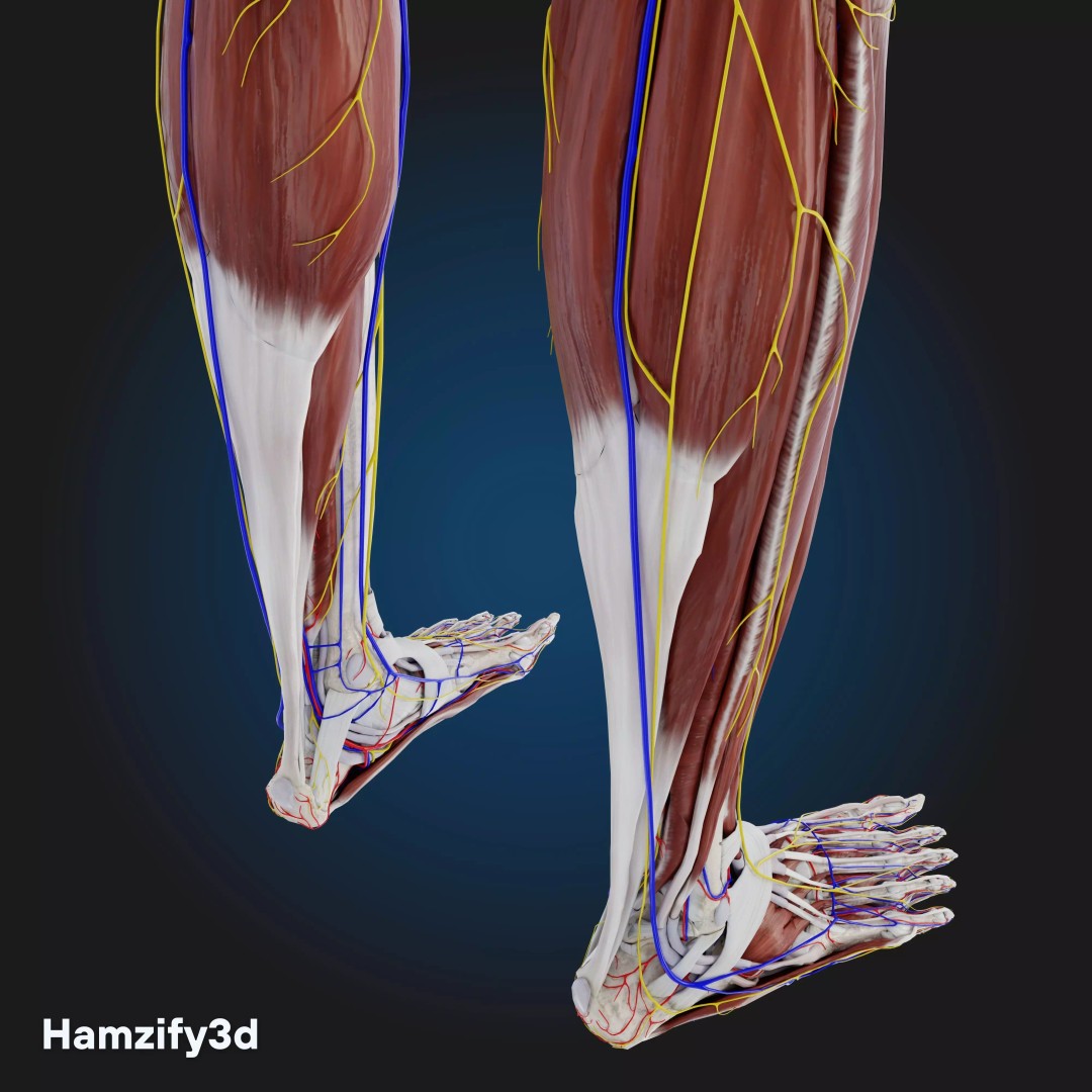 Full Female Anatomy 3D Model – Anatomically Accurate Character, FBX & Blender - View 30